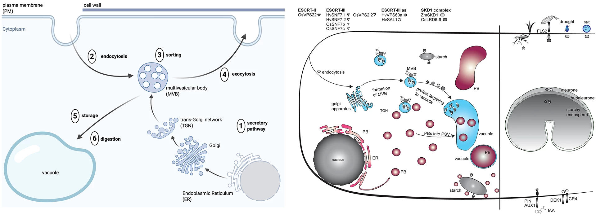 endomembrane system dynamics and localization of ESCRT proteins